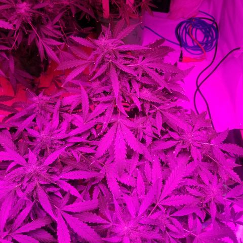 Bam Bam #1 growlog timeline photo