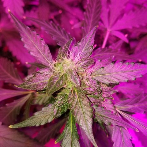 Bam Bam #1 growlog timeline photo