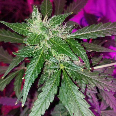 Bam Bam #1 growlog timeline photo