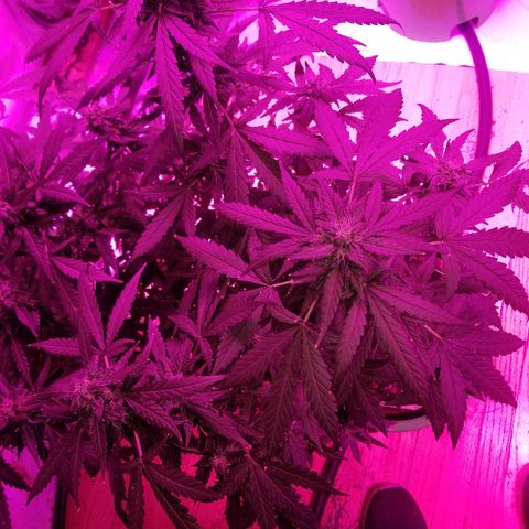 Bam Bam #2 growlog timeline photo