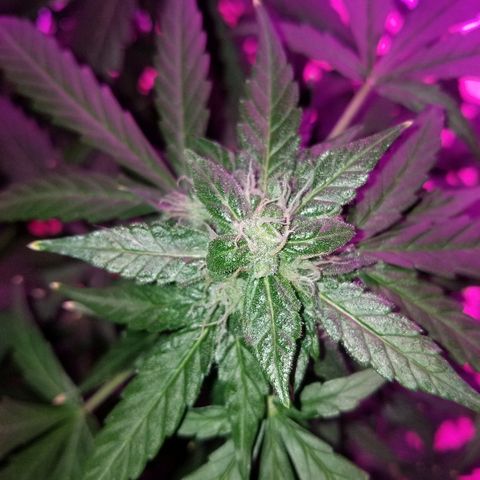 Bam Bam #2 growlog timeline photo
