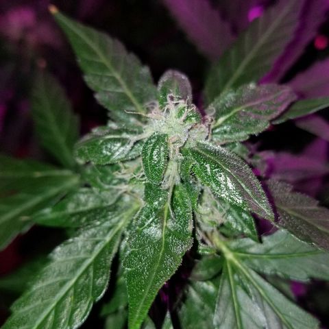 Bam Bam #2 growlog timeline photo