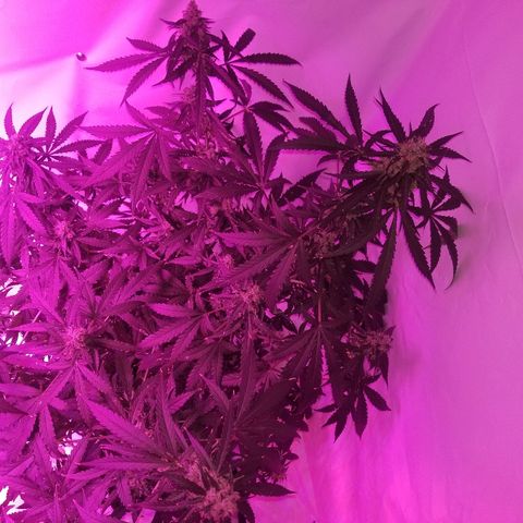 Bam Bam #3 growlog timeline photo