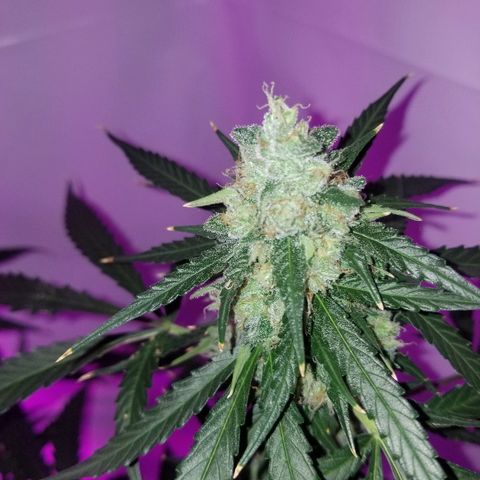 Bam Bam #3 growlog timeline photo
