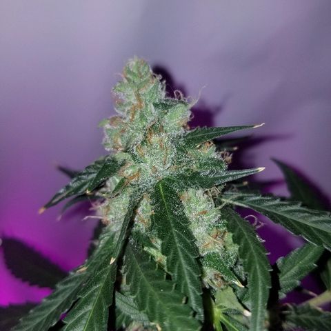Bam Bam #3 growlog timeline photo
