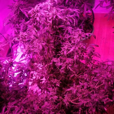 Bitchen Camaro  growlog timeline photo