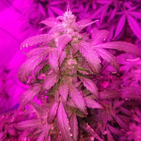 Bitchen Camaro  growlog timeline photo