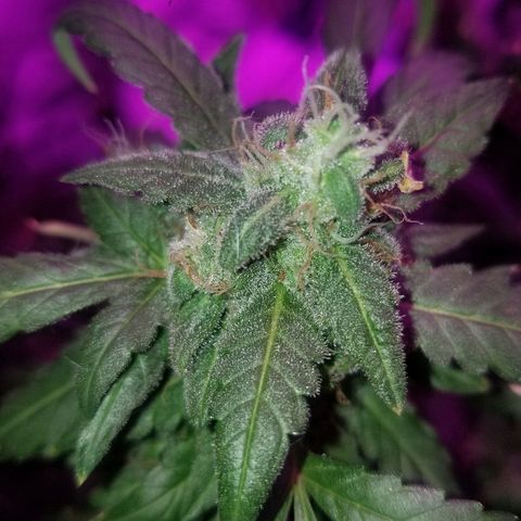 Bitchen Camaro  growlog timeline photo