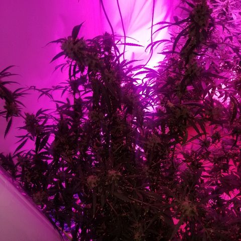White widow  #1 growlog timeline photo