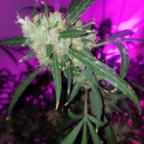 White widow  #1 growlog timeline photo