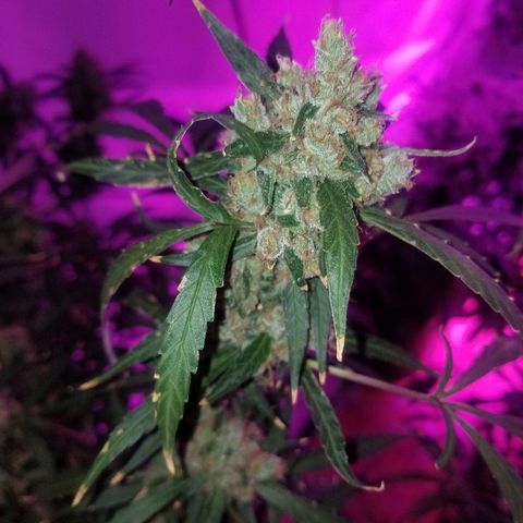 White widow  #1 growlog timeline photo