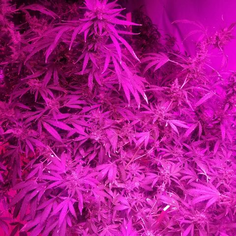 Bubblegum breath  #1 growlog timeline photo