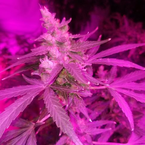 Bubblegum breath  #1 growlog timeline photo