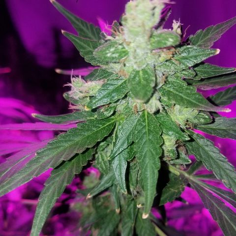 Bubblegum breath  #1 growlog timeline photo