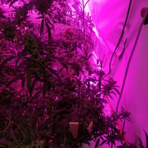 Bubblegum breath  #2 growlog timeline photo