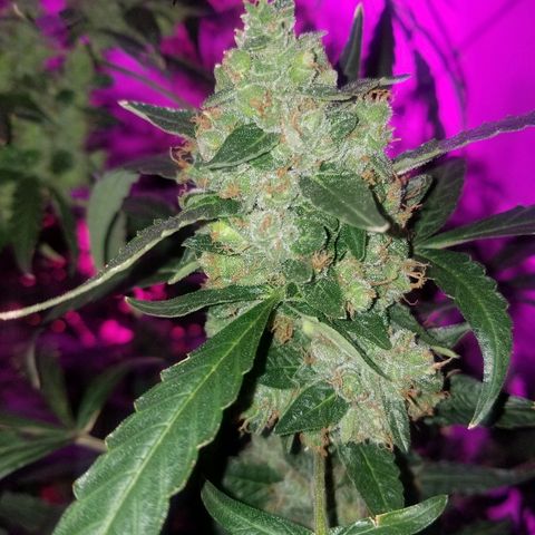 Bubblegum breath  #2 growlog timeline photo