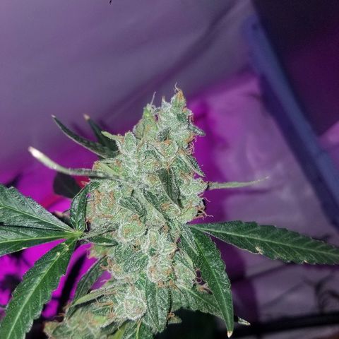 Bubblegum breath  #2 growlog timeline photo