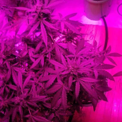 Bam Bam #2 growlog timeline photo