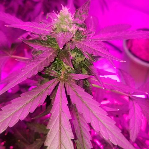 Bam Bam #2 growlog timeline photo