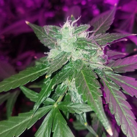 Bam Bam #2 growlog timeline photo