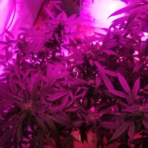 Bam Bam #1 growlog timeline photo