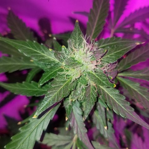 Bam Bam #1 growlog timeline photo
