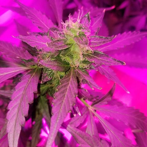 Bam Bam #1 growlog timeline photo