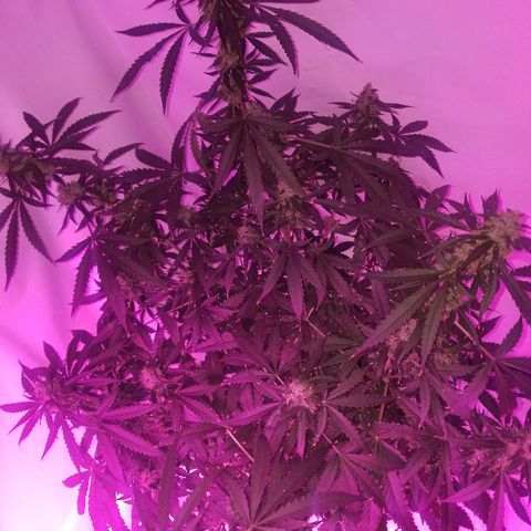 Bam Bam #3 growlog timeline photo
