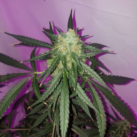 Bam Bam #3 growlog timeline photo