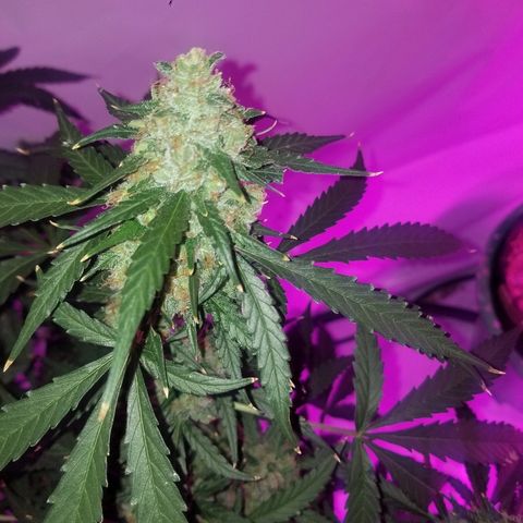Bam Bam #3 growlog timeline photo