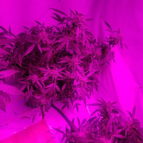 Do Si Dos Auto growlog timeline photo