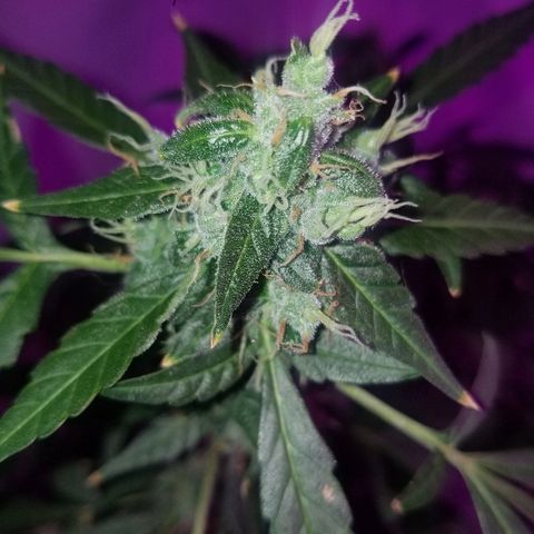 Do Si Dos Auto growlog timeline photo