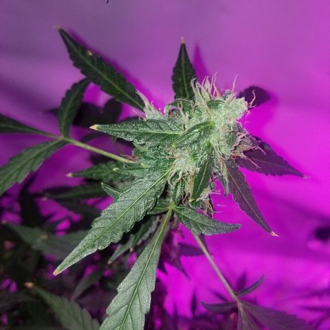 Do Si Dos Auto growlog timeline photo