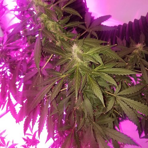 G14 #1 growlog timeline photo