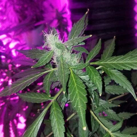 G14 #1 growlog timeline photo