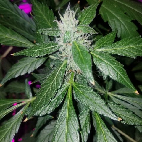 G14 #1 growlog timeline photo