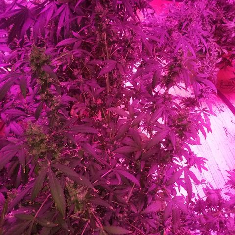 Kracken #1 growlog timeline photo