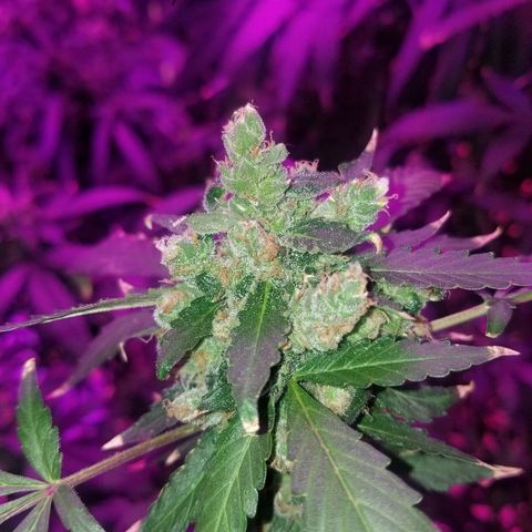 Kracken #1 growlog timeline photo