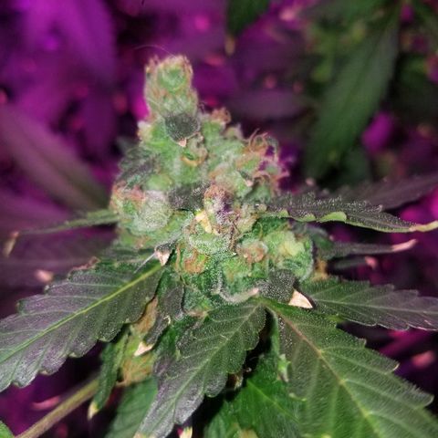 Kracken #1 growlog timeline photo