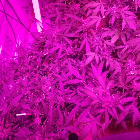 Kracken #2 growlog timeline photo