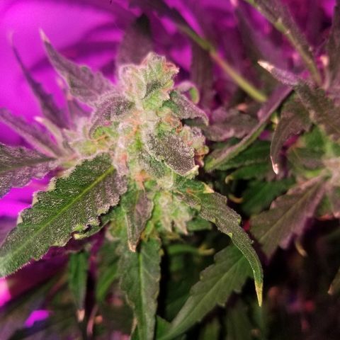 Kracken #2 growlog timeline photo