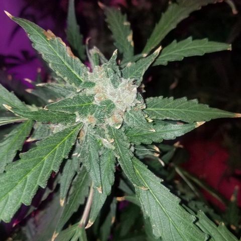 Kracken #2 growlog timeline photo