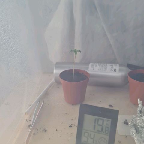Critical Kush growlog timeline photo