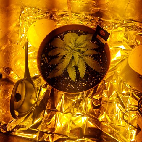 Critical Kush growlog timeline photo