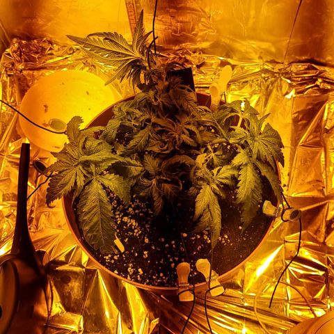 Critical Kush growlog timeline photo