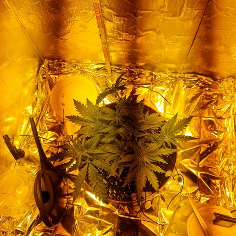 Critical Kush growlog timeline photo