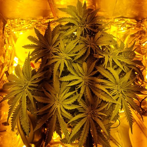 Critical Kush growlog timeline photo