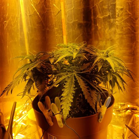 Critical Kush growlog timeline photo