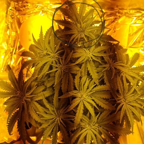 Critical Kush growlog timeline photo