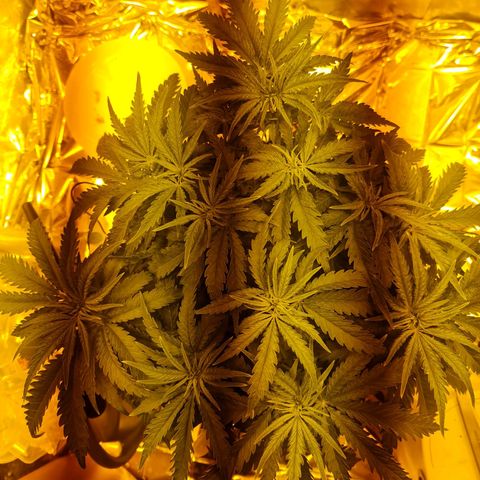 Critical Kush growlog timeline photo
